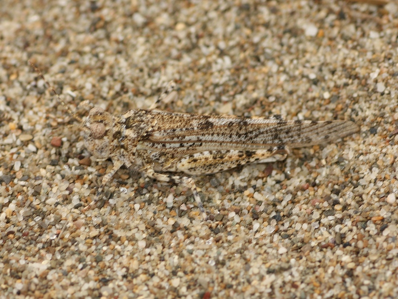 Acrididae: Sphingonotus (Sphingonotus) caerulans caerulans